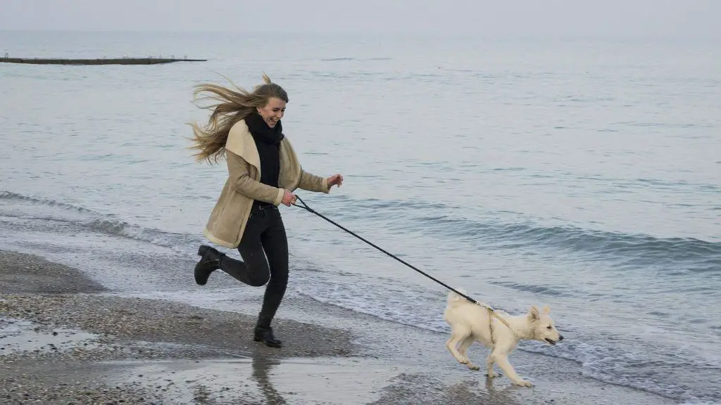 Mit dem Hund an den Strand - in Holland kein Problem