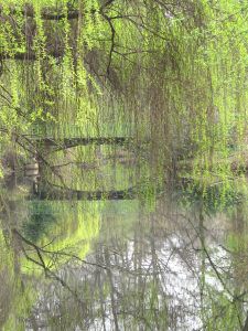 Weiden-Aue im Tiergarten Berlin