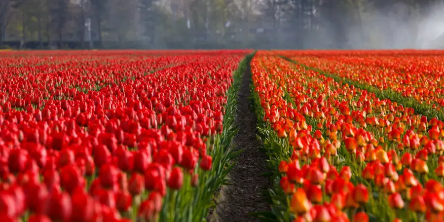 Auch für die Tulpenfelder ist Holland berühmt