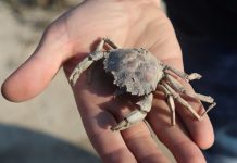 Krabbe auf einer Hand