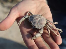 Krabbe auf einer Hand