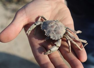 Krabbe auf einer Hand