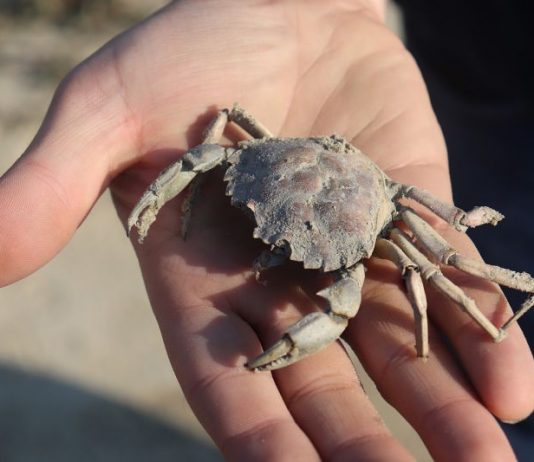 Krabbe auf einer Hand